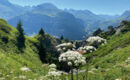 HOTEL SONNENBURG Lech am Arlberg