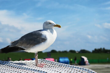 HOTEL RESTAURANT MÖWCHEN Norden HOTEL RESTAURANT MÖWCHEN Norden