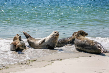 HOTEL RESTAURANT MÖWCHEN Norden HOTEL RESTAURANT MÖWCHEN Norden