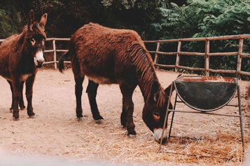 AGRIRESORT LEANO Piazza Armerina